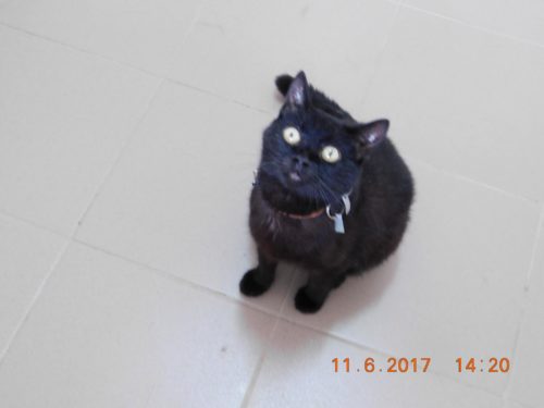 19023253_1694165484218135_594238391495647703_o[1]