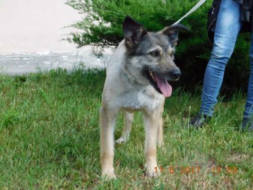 494208118_2_644x461_ischu-dlya-margo-hozyaina-fotografii[1]
