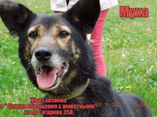 496545570_1_644x461_umnye-i-krasivye-v-horoshie-ruki-harkov[1]