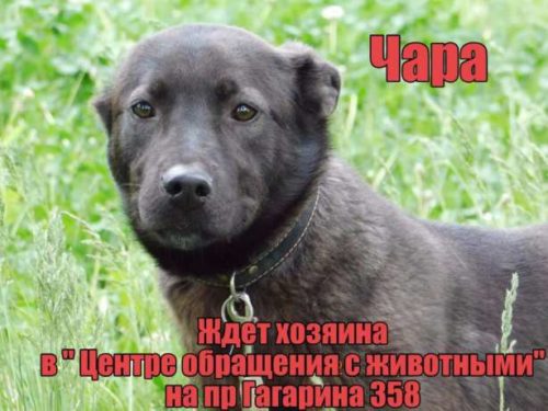 496545570_4_644x461_umnye-i-krasivye-v-horoshie-ruki-zhivotnye[1]