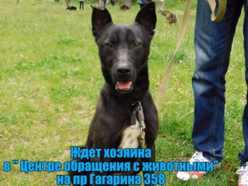 496545570_5_644x461_umnye-i-krasivye-v-horoshie-ruki-harkovskaya-oblast[1]