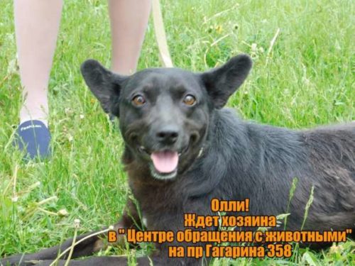 496545570_7_644x461_umnye-i-krasivye-v-horoshie-ruki-[1]