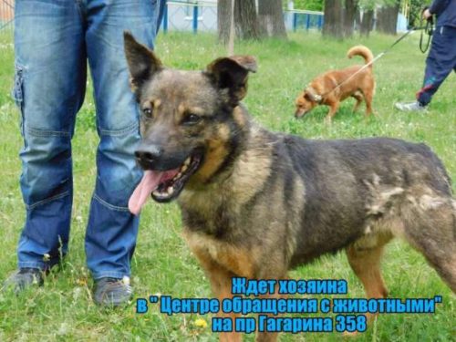 496545570_8_644x461_umnye-i-krasivye-v-horoshie-ruki-[1]
