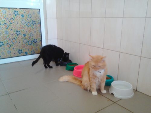 Exif_JPEG_420