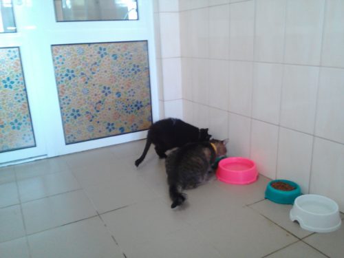 Exif_JPEG_420