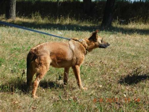 515262496_7_644x461_veta-klaudiya-cherri-ischut-hozyaev-_rev002[1]