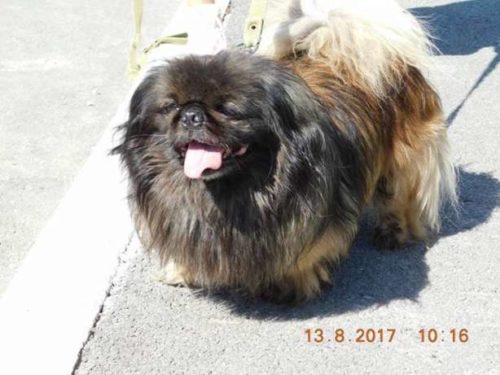 516651322_1_644x461_nayden-pekines-harkov[1]