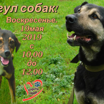 выгул
