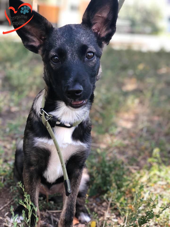 68908820_2385008551722108_3291656832505872384_n