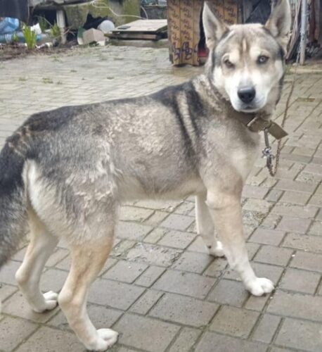 1181751494_veterinarnij-pasport-2018