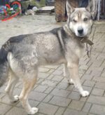 Харді.4роки.Його покинула родина.