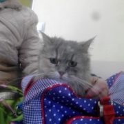 Каролина обрела любящую хозяйку!