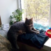 Котик Серый нашел любящую хозяйку!