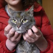 Котик Серый нашел любящую хозяйку!