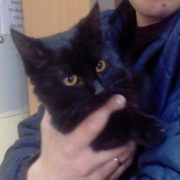 Котенок Тайсон попал в новую семью!