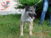 494208118_2_644x461_ischu-dlya-margo-hozyaina-fotografii[1]