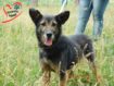 496252886_7_644x461_v-dobrye-ruki-zamechatelnye-sobachki-_rev001[1]