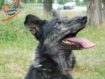 496252886_8_644x461_v-dobrye-ruki-zamechatelnye-sobachki-_rev001[1]