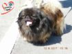 516651322_1_644x461_nayden-pekines-harkov[1]