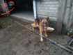 545650672_6_644x461_ischu-starogo-ili-novogo-hozyaina-dlya-nemetskoy-ovcharki-[1]