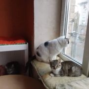 Бимо2