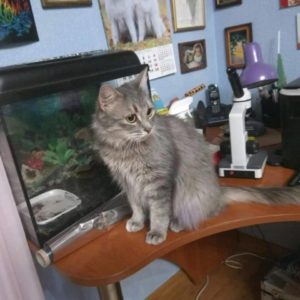 Шанни