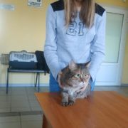 Галея