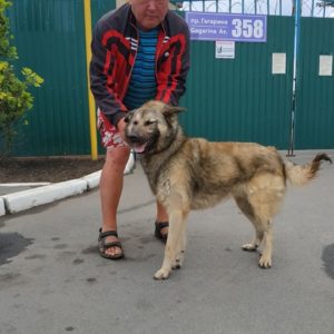 Алик