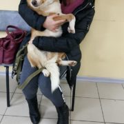 Лимон2