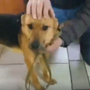 Лиза