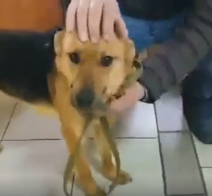 Лиза