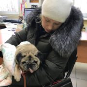 мопс