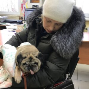 мопс