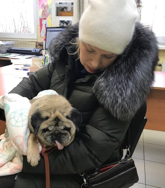 мопс
