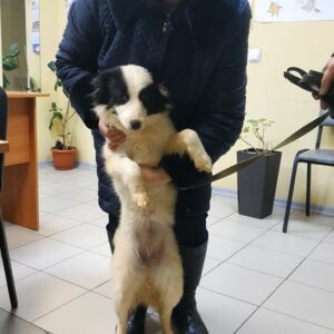 Грейси2