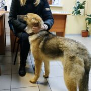 Афина