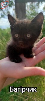 котя